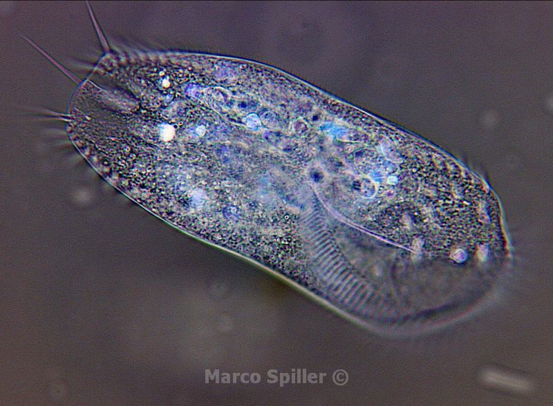 Stylonychia pustulata